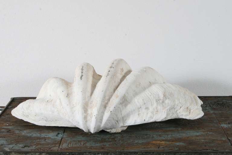 Pair of Sculptural Giant Clam Shells 4