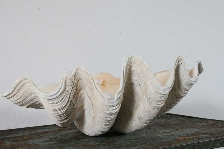 Pair of Sculptural Giant Clam Shells 3
