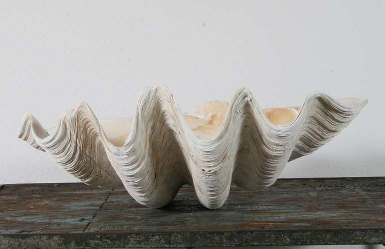 Pair of Sculptural Giant Clam Shells 2