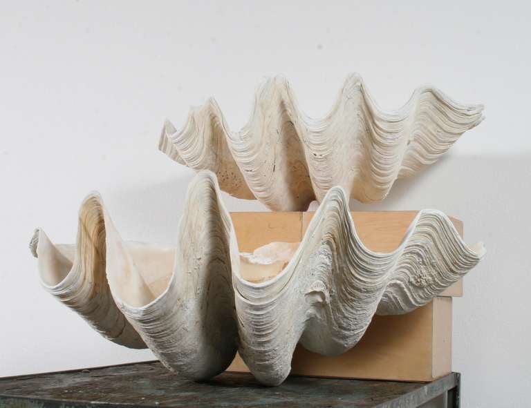 Rustic Pair of Sculptural Giant Clam Shells