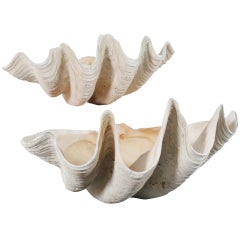 Antique Pair of Sculptural Giant Clam Shells