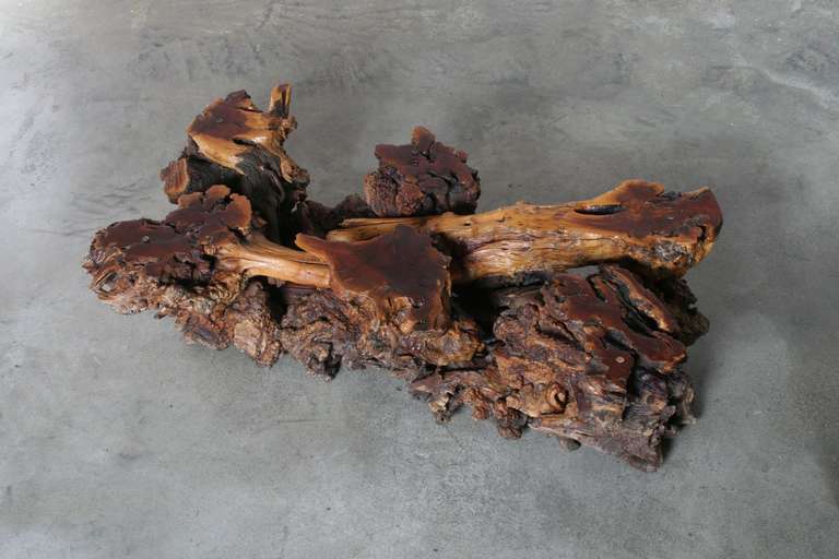 Mid-20th Century California Burl Wood Coffee Table with Amoeba Glass Top