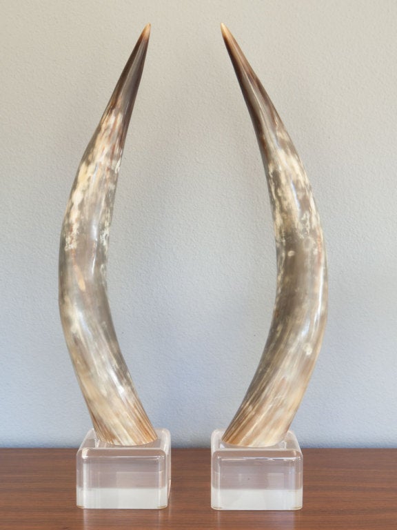 Pair of Tall Steer Horns on a Lucite Base