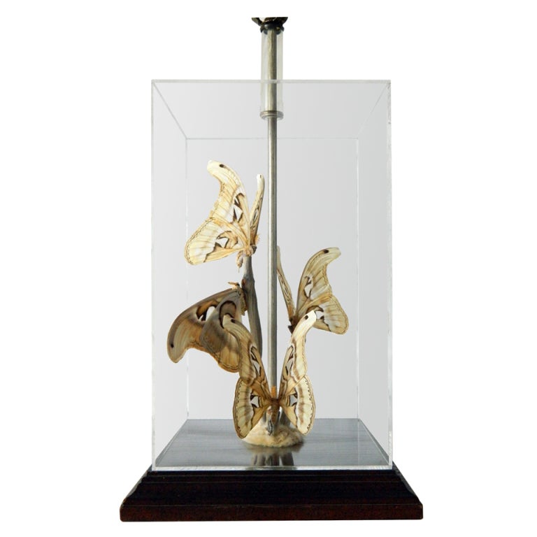 Moth Collector's Lamp at 1stdibs
