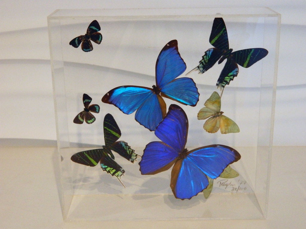 Pair of Butterfly Collections Mounted in Lucite Shadow Boxes at 1stdibs