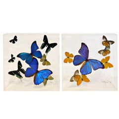 Pair of Butterfly Collections Mounted in Lucite Shadow Boxes