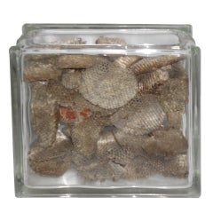 Glass Jar of Found Wasp Nests