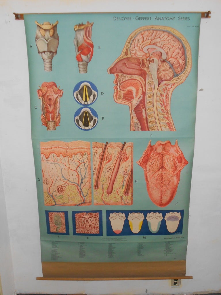 Mid-century Anatomical Chart: Head, Neck, Throat, Skin