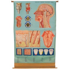 Mid-century Anatomical Chart: Head, Neck, Throat, Skin
