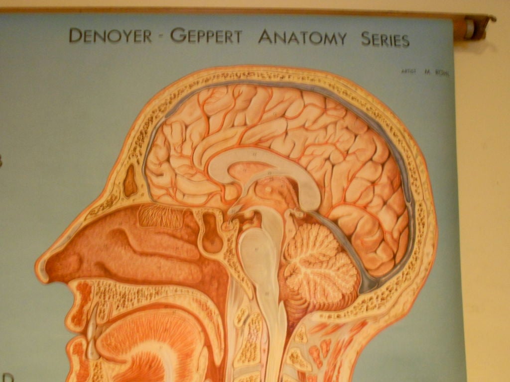 Denoyer Geppert Anatomy Charts