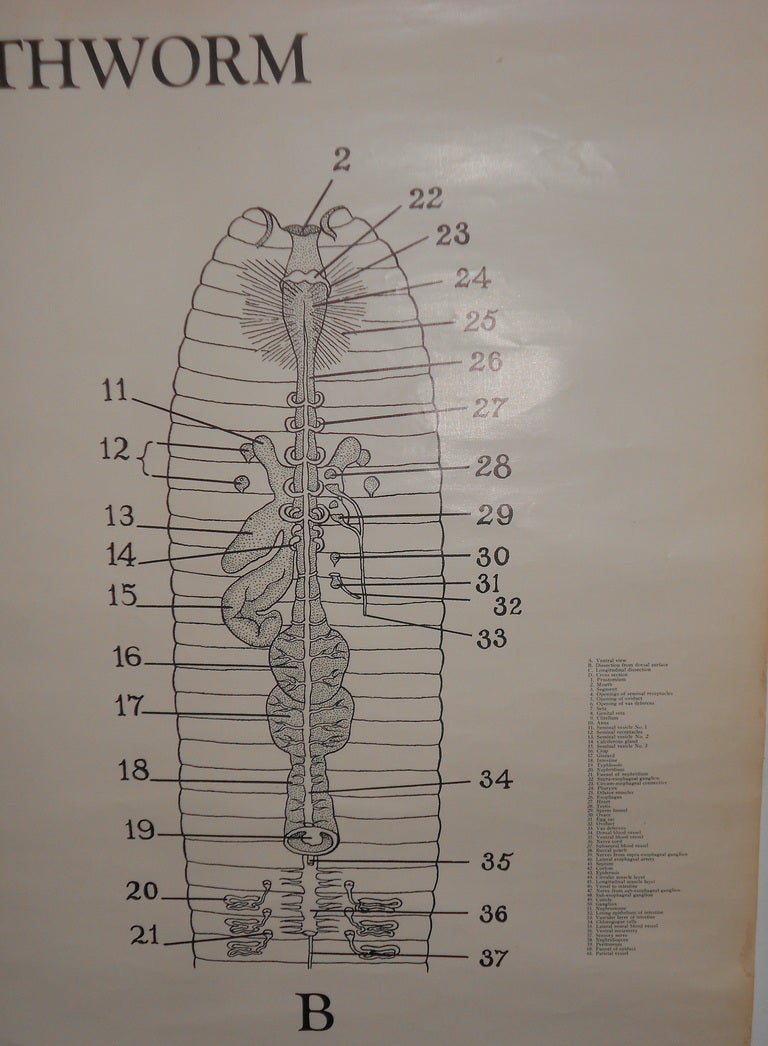 Mid-century Schoolroom Biology Chart: Earthworm
