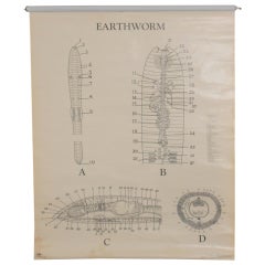 Vintage Mid-century Schoolroom Biology Chart: Earthworm 