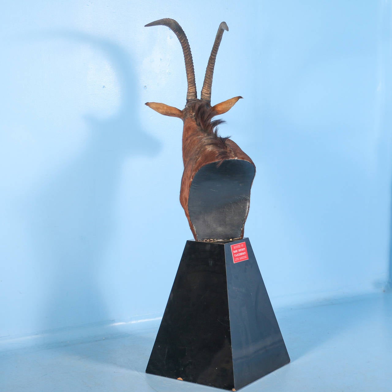 American Large Taxidermy Shoulder Mount Sable on a Pedestal