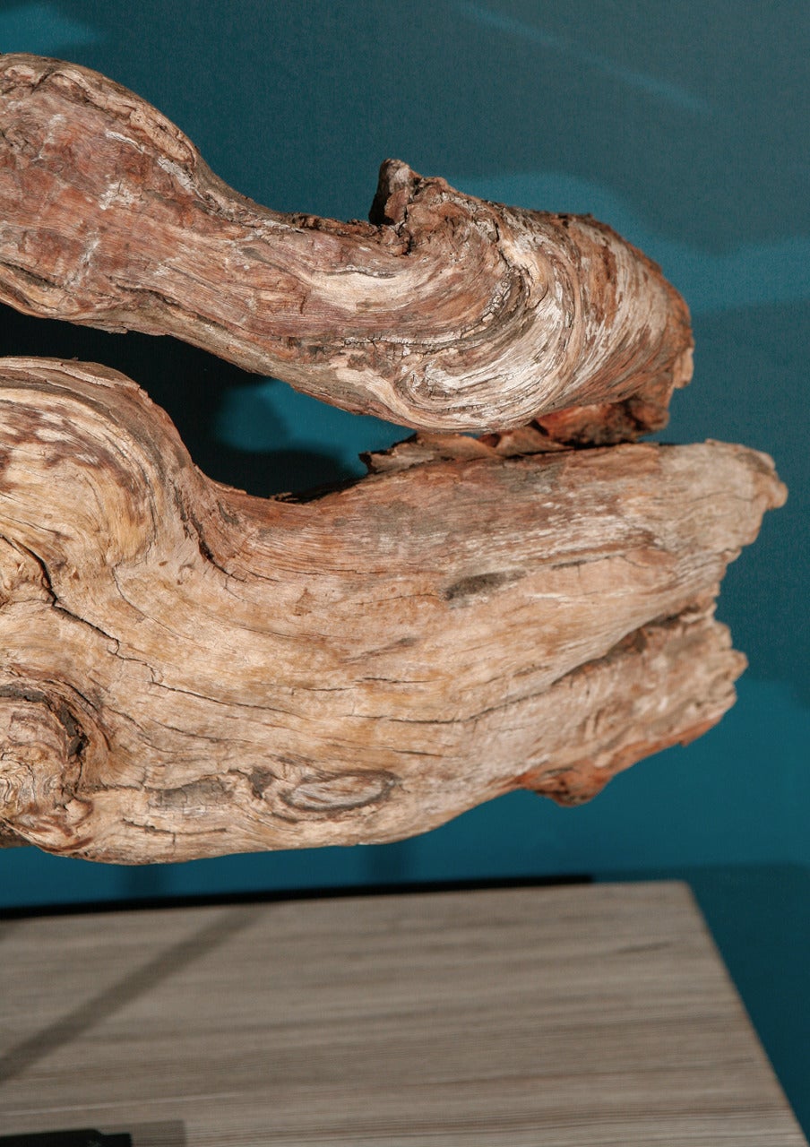 Organic Sculptural Driftwood Mounted on Handmade Base In Excellent Condition In Los Angeles, CA