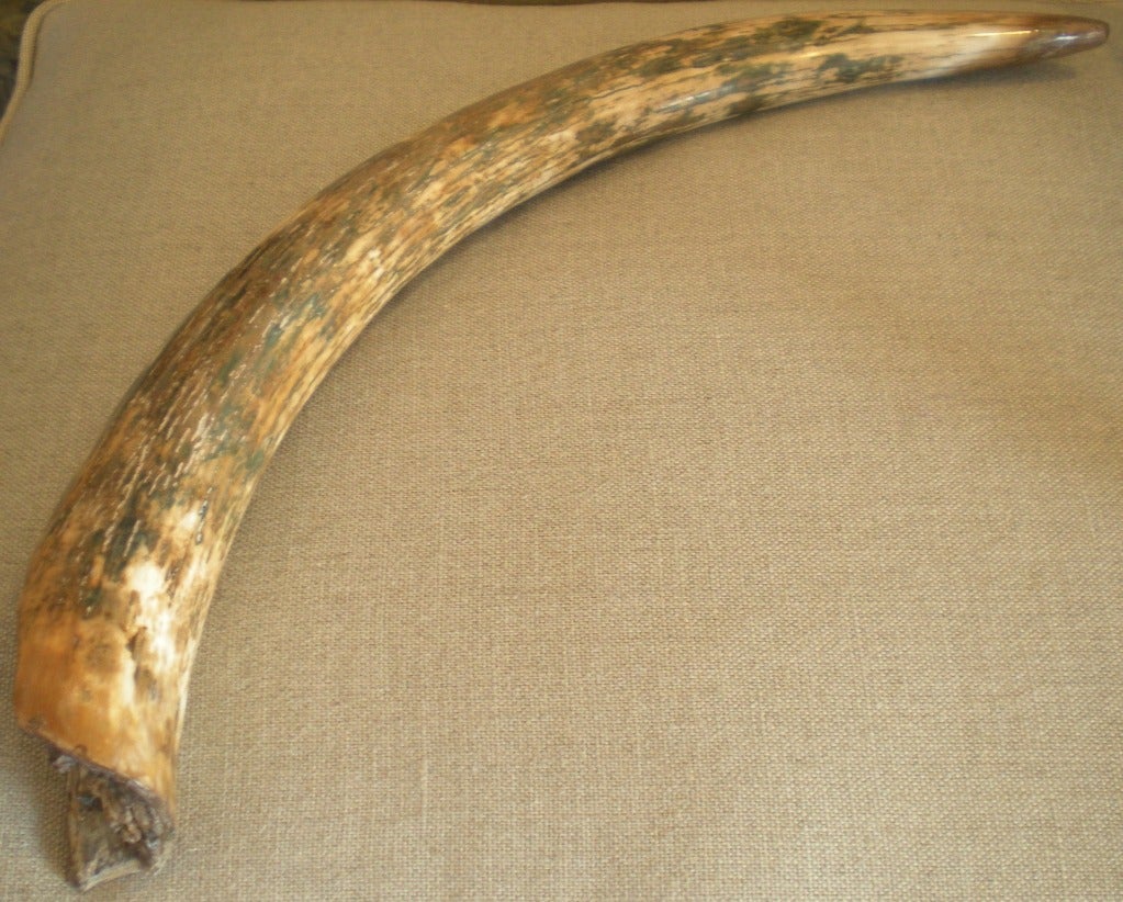 Petrified mammoth tusk from Siberia.