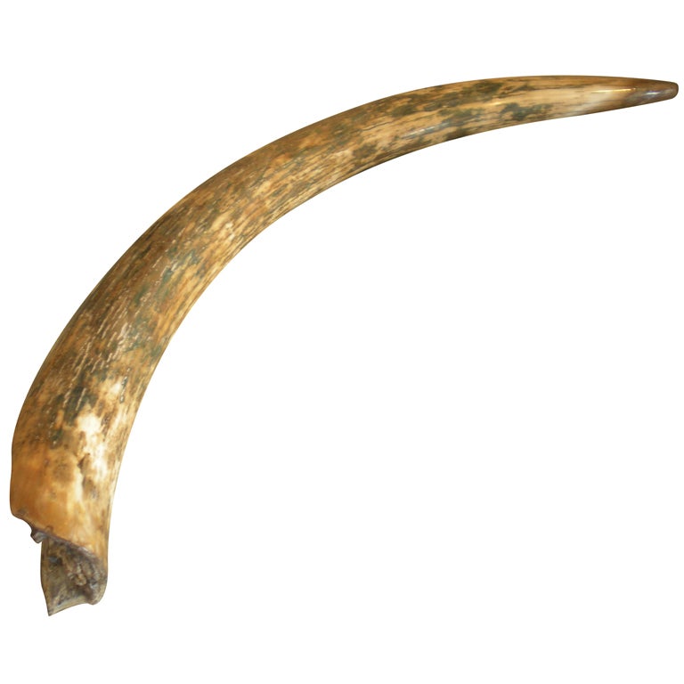 Petrified Mammoth Tusk