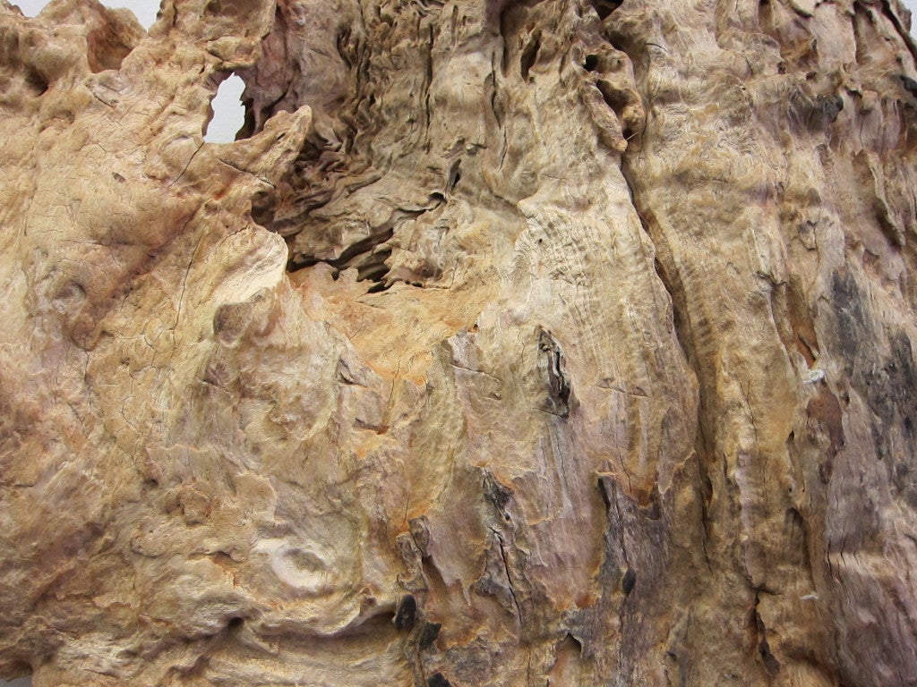 Teak Burlwood Wall Sculpture