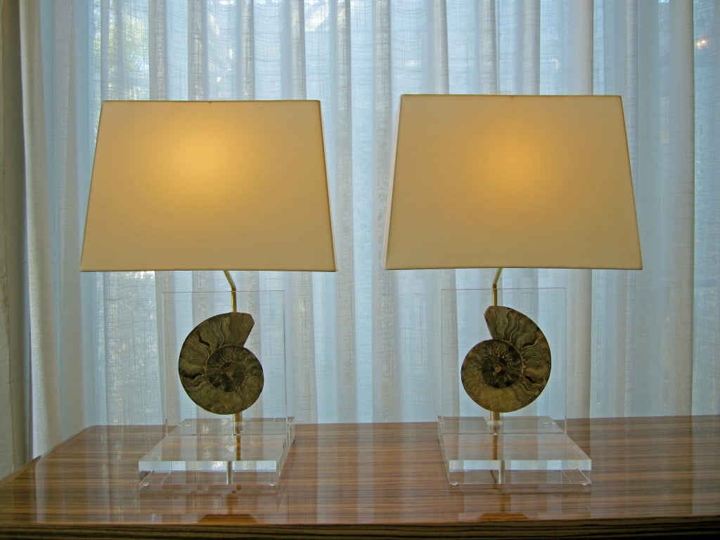 Pair of Mounted Amonite Fossil Lamps