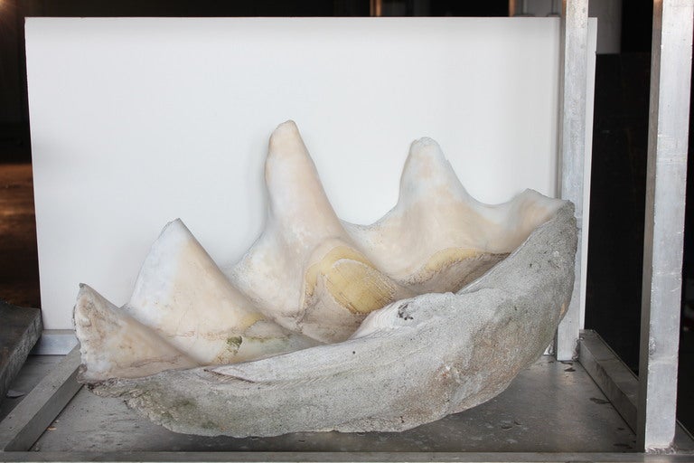 Unknown 1920's Giant Clam Shell For Sale