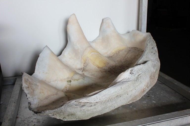 1920's Giant Clam Shell In Good Condition For Sale In Chicago, IL