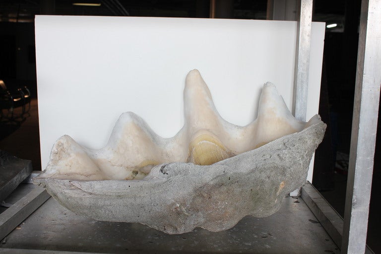 20th Century 1920's Giant Clam Shell For Sale