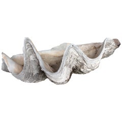 Antique 1920's Giant Clam Shell