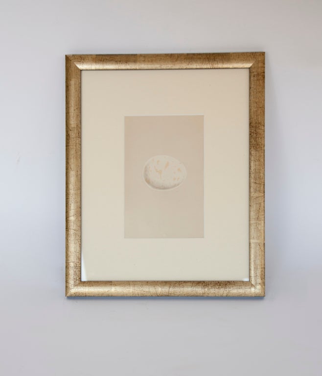 Antique English egg lithograph by Morris