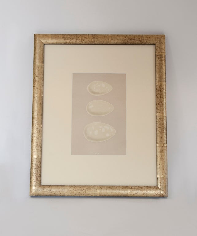 1870's English egg lithograph by Morris