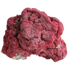 Large Natural Pink Coral Specimen