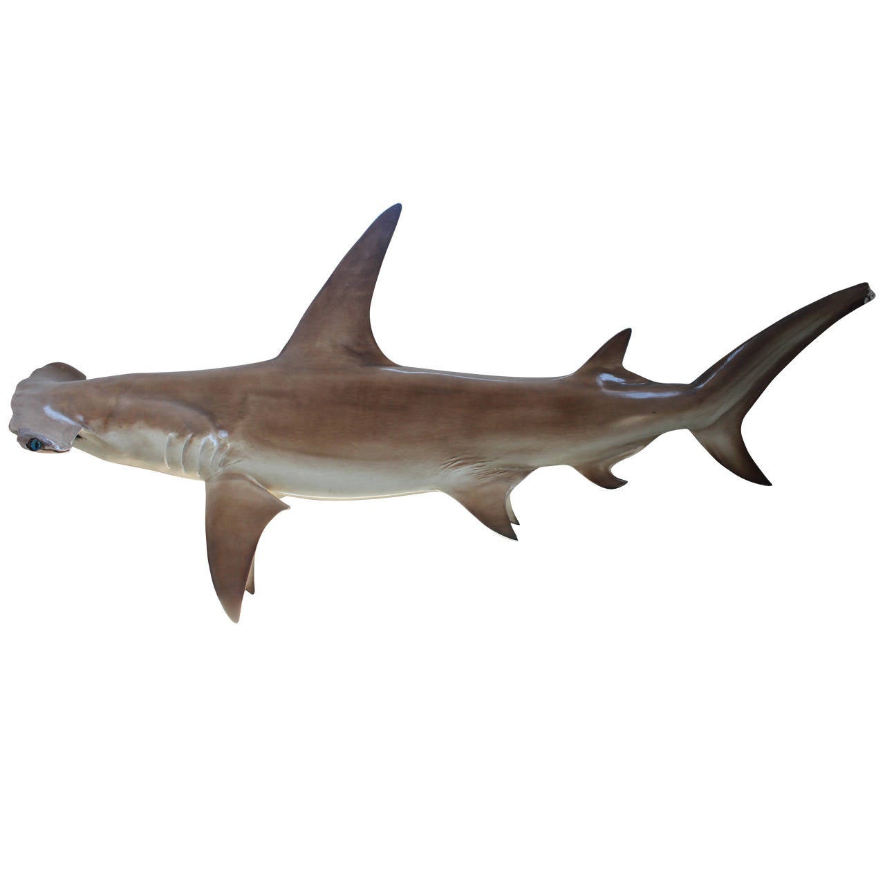 Long Hammerhead Shark Taxidermy Wall Mount at 1stDibs