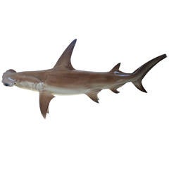 Vintage Long Hammerhead Shark Taxidermy Wall Mount