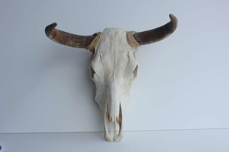 Large Vintage Bull Cow Head Skull at 1stDibs bull head skull, cattle