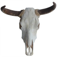 Large Vintage Bull Cow Head Skull