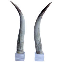 Tall Natural Horns on Lucite Bases