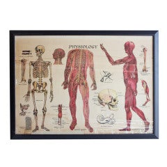 Antique 1900's Anatomy Chart by James McConnell