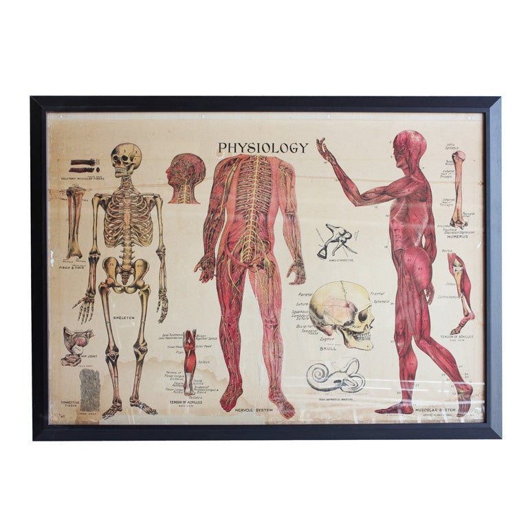 1900's Anatomy Chart by James McConnell For Sale
