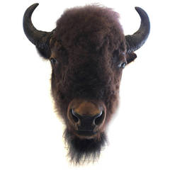 Large Vintage Buffalo/Bizon Mount Taxidermy