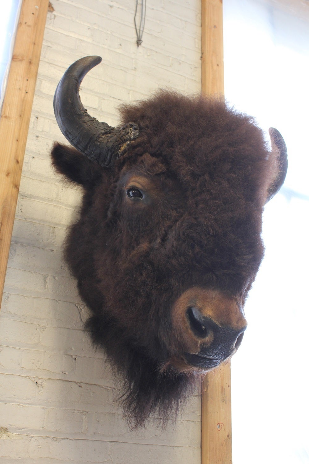 American Large Vintage Buffalo/Bizon Mount Taxidermy