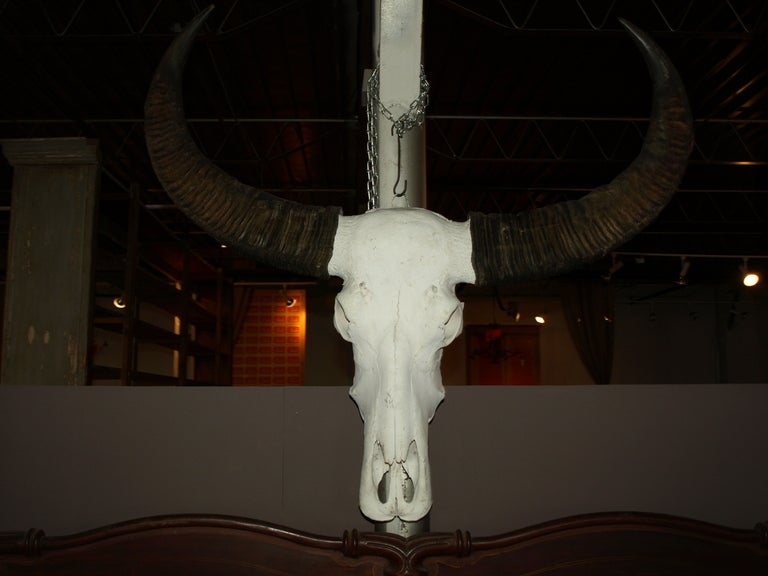 Early 20th Century Water Buffalo Skull. 

Keywords: wall sculpture, art, accessories