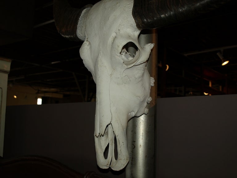 Indonesian Early 20th Century Water Buffalo Skull