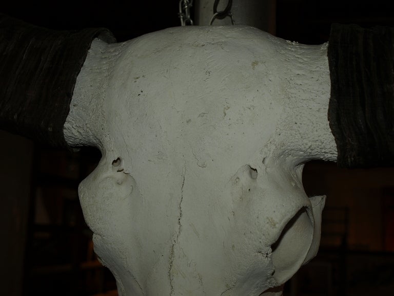 Early 20th Century Water Buffalo Skull In Good Condition In Atlanta, GA
