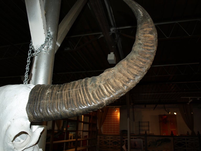 Early 20th Century Water Buffalo Skull 1