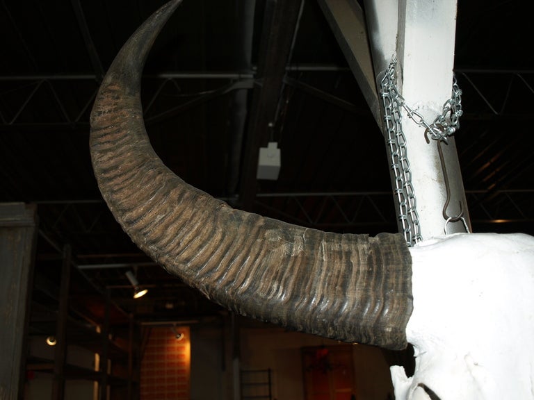 Early 20th Century Water Buffalo Skull 2