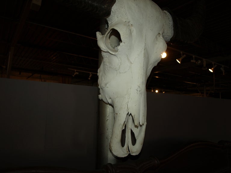 Early 20th Century Water Buffalo Skull 3