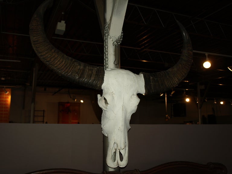 Early 20th Century Water Buffalo Skull 4