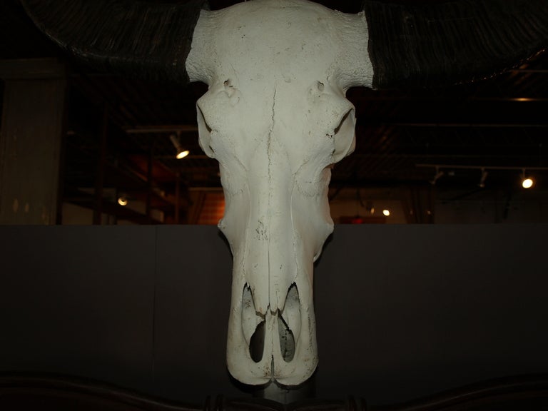 Early 20th Century Water Buffalo Skull 5