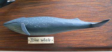 Presented is a hand carved display of five whales of different spices mounted on a backboard with a small bone plaque naming each species. This display was purchased somewhere in New England, any time between 1971 and the early 90's. Time was spent
