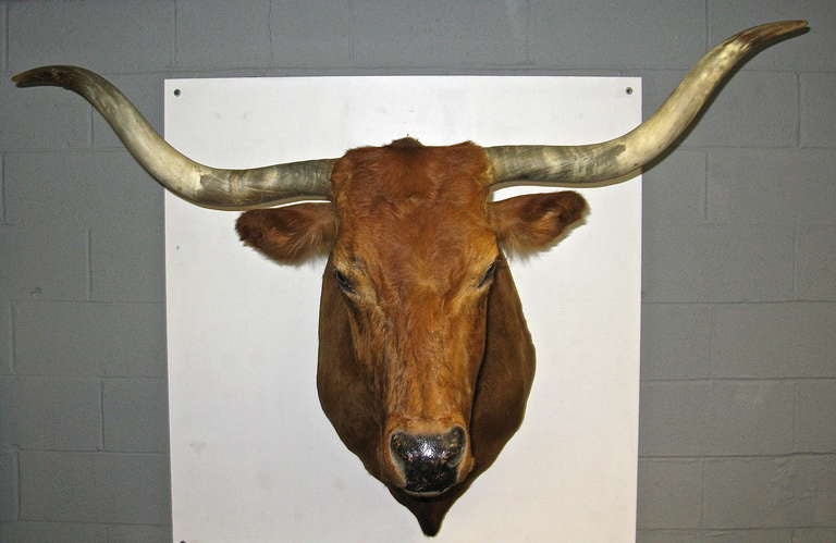 texas longhorn shoulder mount for sale