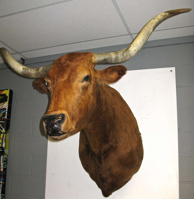 Modern Colossal Texas Longhorn Bull Shoulder Mount