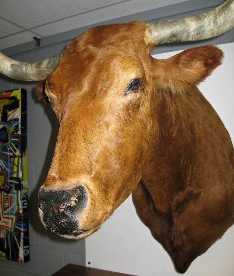 American Colossal Texas Longhorn Bull Shoulder Mount